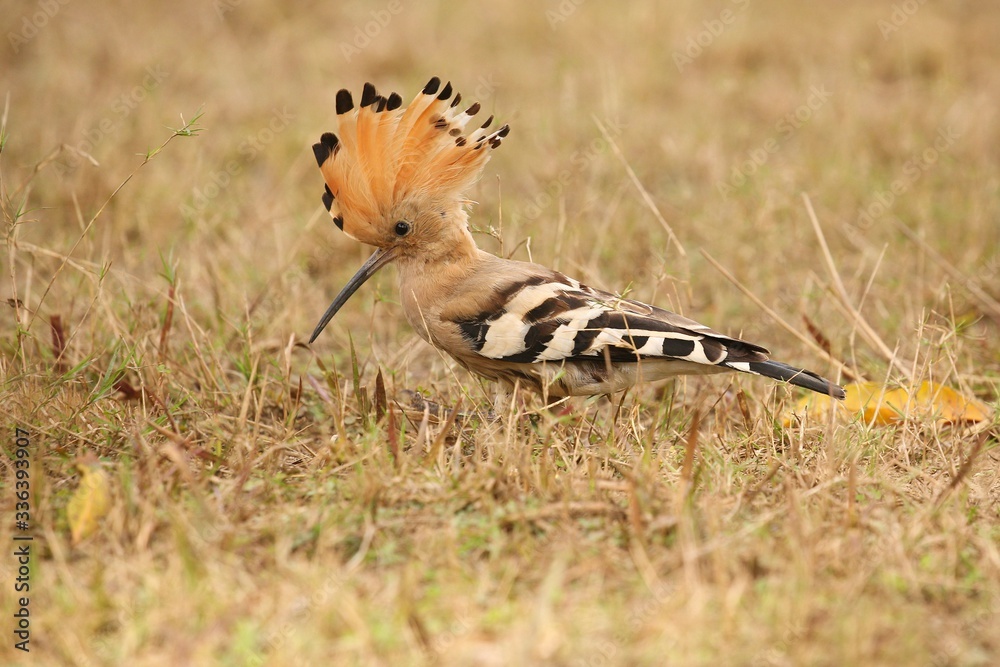 Wild Eurasian Hoopoe In The Nature Habitat Rare And Unique Bird Close 