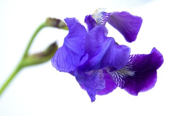 Sticker - Closeup shot of a beautiful purple orris flower with a white background