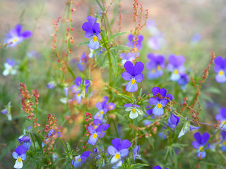 A group of wild pansies, Johnny Jump up, Viola tricolor, native European wild flowers blooming on a large rock in a forest, closeup with selective focus