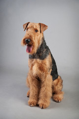 Wall Mural - Airedale Terrier sits in front of grey background