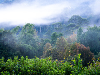 Wall Mural - Fog Moving Slowly on The Mountain