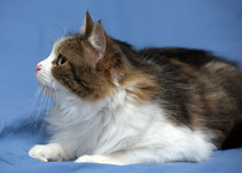 Beautiful Young Norwegian Forest Brown With White Cat On A Blue