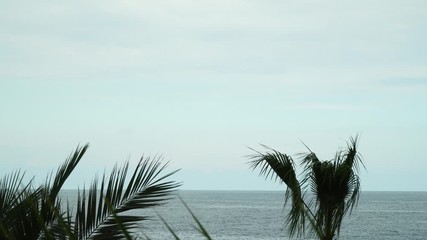 Wall Mural - Panorama of the evening sea. In the foreground palm trees on sea background.