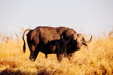 Wall Mural - Wild buffalo in the african savannah at sunset. Botswana