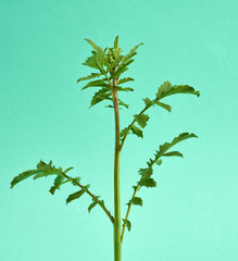 Wall Mural - young sprout of green growing arugula on green background