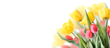 Closeup Of Tulip Bouquet In Garden Isolated On White Background. Creative Spring Flower Bud Frame. Easter, Mother's Day And Seasonal Holiday Spring Banner.