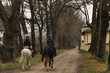 soft focus horse riders back to camera in autumn park dirt trail moody weather time after rain with a lot of mud on ground outdoor space
