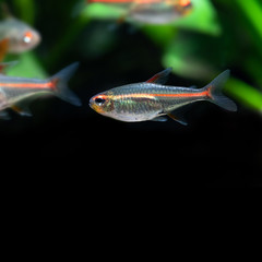 Wall Mural - Tropical aquarium fish Glowlight tetra or Hemigrammus erythrozonus, silver in colour and a bright iridescent orange to red stripe. Macro view. Black background and copy space