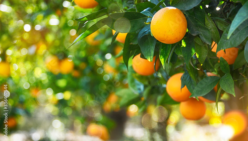 Fotomural Orange garden, summer background