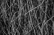 Wild vine texture background. Beautiful black and white texture background. Dark abstract nature background texture of dry tree branches. Close up, low key