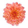 orange mum flower