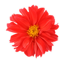 Wall Mural - red  chrysanthemum dahlia