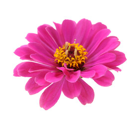 Wall Mural - pink zinnia flower