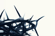 Crown of thorns with white background