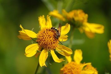 Wall Mural - common wasp collecting yellow pollen