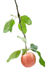 Poster - fresh apple