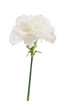 white carnation