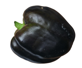 Sticker - purple bell pepper