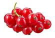 Red currant isolated. Currant red on white background. Clipping path. Currant red isolated. Clipping path. Currant on branch.