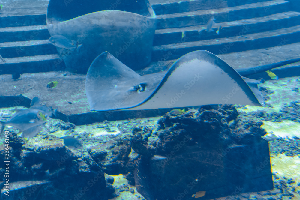 Smooth Ray Sting ray swimming underwater. The short-tail stingray or smooth ...