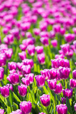 Fototapeta  - blühendes Tulpenfeld in den Niederlanden im Frühling