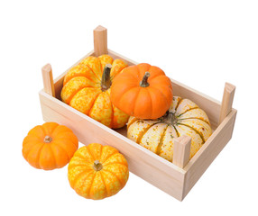 Wall Mural - mini pumpkin