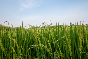 green wheat field