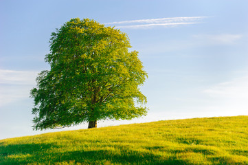 Poster - single beech tree wirh perfect treetop in meadow