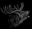 Deer. Realistic, artistic, black-and-white portrait of a roaring deer on a black background.