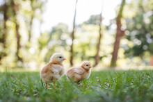 Two Baby Free Range Chicks Outside In The Grass With A Trees, Bokeh In Background, And Room For Text