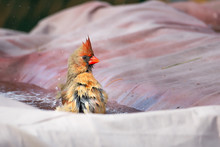 Female Cardinal Bird Taking A Bath In A Pool Of Water In My Backyard