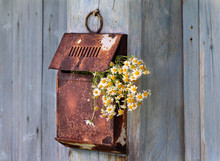 Rustic Still Life With A Bouquet Of Daisies In An Old Mailbox On A Wooden Wall.