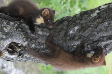European Pine Marten (Martes Martes) Playing And Posing On Camera