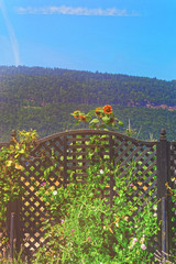 Poster - Entrance gate at inner yard in Yverdon in Switzerland summer