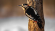 © Roland Albanese - great spotted woodpecker Full