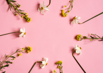 Wall Mural - Daffodils lie on a pink background. Circle of flowers. Floral background. Place for your text.