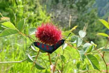 Beautiful butterflies with wings full of red dots in the Vikos-Aoos national park