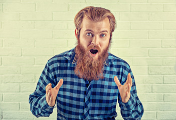 Portrait excited bearded guy surprised open mouth casual blue shirt man looking at you camera hands in air white brick wall background. Yellow Toned horizontal. Positive human emotion face expression