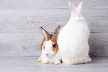 Brown pattern rabbit lie on gray background and stay close to white bunny rabbit with turn back to the camera.