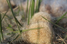Background Green Grass And White Dandelion Fluff