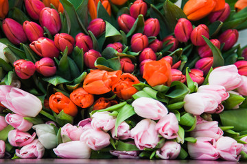  A huge multicolor bouquet of tulips lay on table.