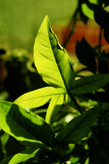 Wall Mural - Silhouette of  leaves in the darkness, vertical view. Abstract nature background.