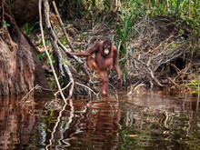 Orangutan In Water On The River Bank East Kalimantan Tanjung Puting National Park