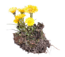 Tussilago Farfara (coltsfoot) Yellow Flowers Isolated On White Background