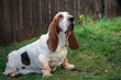Basset hound dog lying on the grass