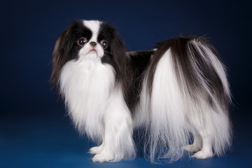 Wall Mural - japanese chin little decorative dog studio photo