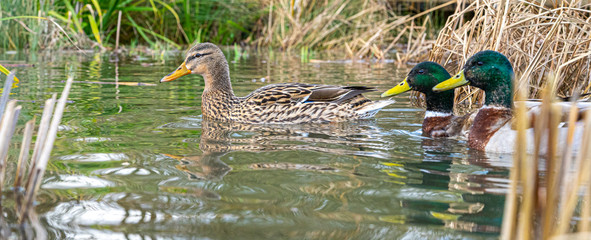 Close up water level view of male female mallard duck on lake