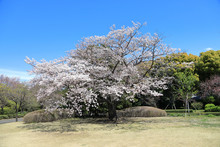Cherry Blossom In Tokyo Japan