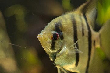 Canvas Print - Pterophyllum leopoldi(angelfish) tropical fish in aquarium