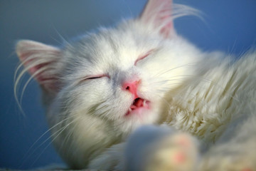  White cat licks close-up color macro